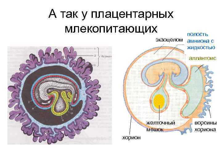 Схема строения зародышевых оболочек и плаценты млекопитающих