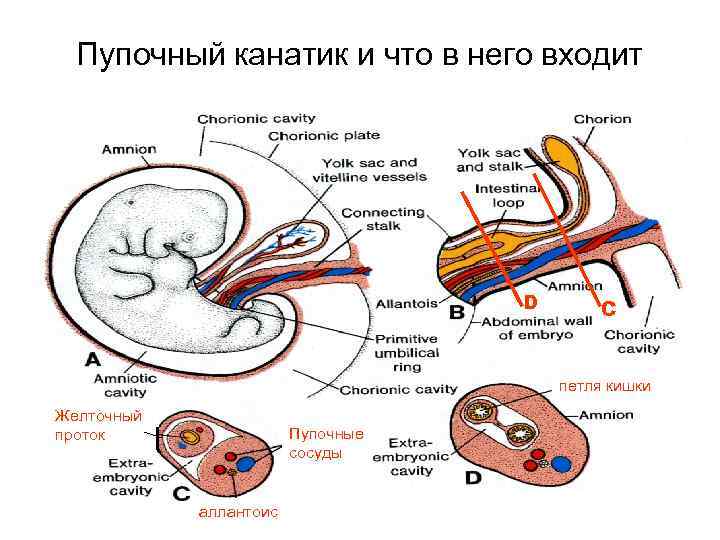 Пупочный канатик и что в него входит D C петля кишки Желточный проток Пупочные