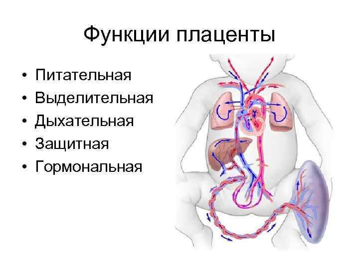 Функции плаценты • • • Питательная Выделительная Дыхательная Защитная Гормональная 