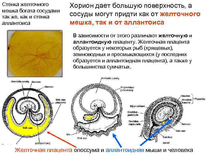 Стенка желточного мешка богата сосудами так же, как и стенка аллантоиса Хорион дает большую