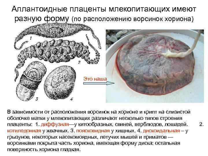 Аллантоидные плаценты млекопитающих имеют разную форму (по расположению ворсинок хориона) Это наша В зависимости