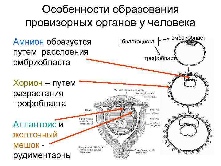 Зародышевые оболочки и провизорные органы