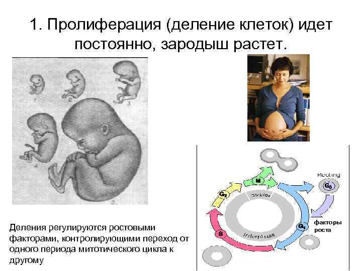 1. Пролиферация (деление клеток) идет постоянно, зародыш растет. Деления регулируются ростовыми факторами, контролирующими переход