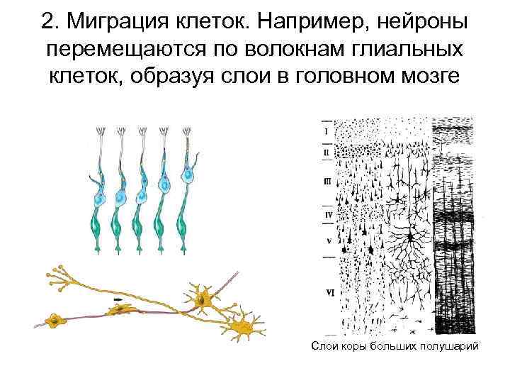 Миграция клеток. Клеточные перемещения. Миграция нейронов. Миграция клеток в онтогенезе.