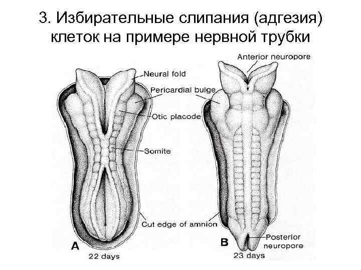 3. Избирательные слипания (адгезия) клеток на примере нервной трубки 