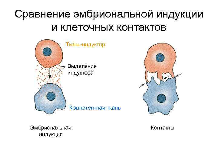 Сравнение эмбриональной индукции и клеточных контактов Ткань-индуктор Выделение индуктора Компетентная ткань Эмбриональная индукция Контакты