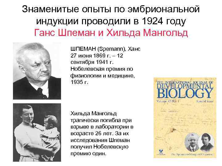 Знаменитые опыты по эмбриональной индукции проводили в 1924 году Ганс Шпеман и Хильда Мангольд