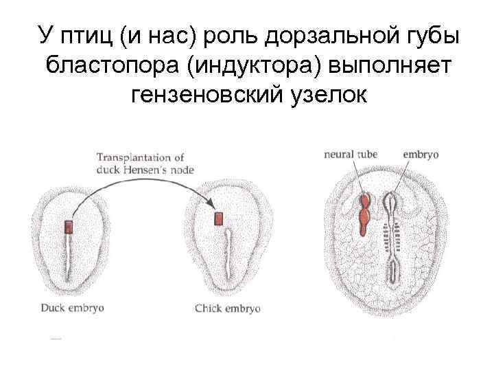 У птиц (и нас) роль дорзальной губы бластопора (индуктора) выполняет гензеновский узелок 