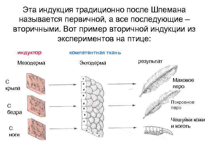 Тканей результате. Первичная и вторичная индукция. Вторичная индукция.