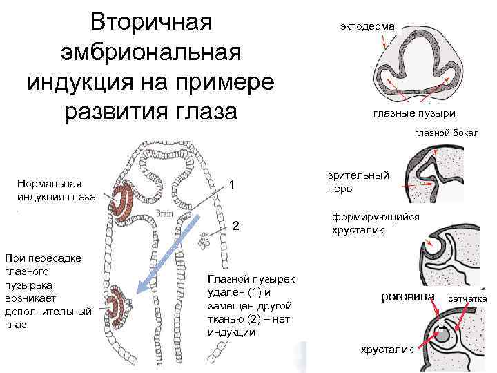 Вторичная эмбриональная индукция на примере развития глаза эктодерма глазные пузыри глазной бокал Нормальная индукция