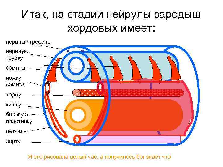 Итак, на стадии нейрулы зародыш хордовых имеет: нервный гребень нервную трубку сомиты ножку сомита