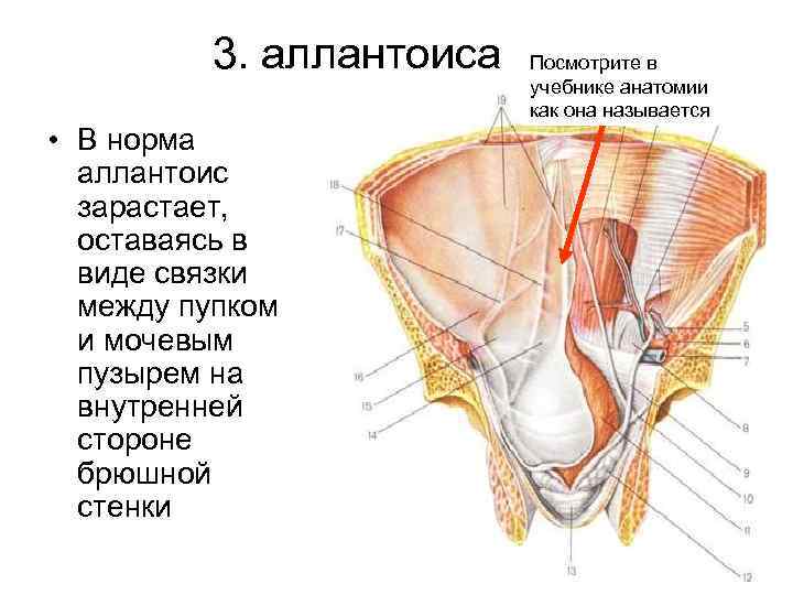 Атлас Неттера передняя брюшная стенка