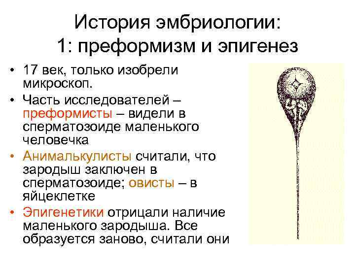 История эмбриологии: 1: преформизм и эпигенез • 17 век, только изобрели микроскоп. • Часть