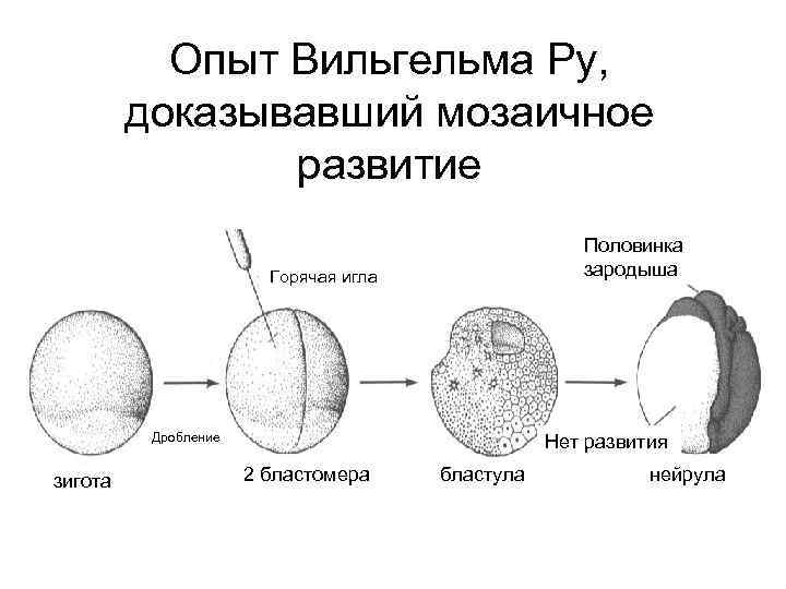 Опыт Вильгельма Ру, доказывавший мозаичное развитие Половинка зародыша Горячая игла Дробление зигота Нет развития