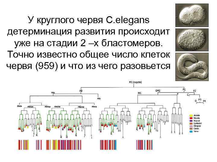 У круглого червя С. elegans детерминация развития происходит уже на стадии 2 –х бластомеров.