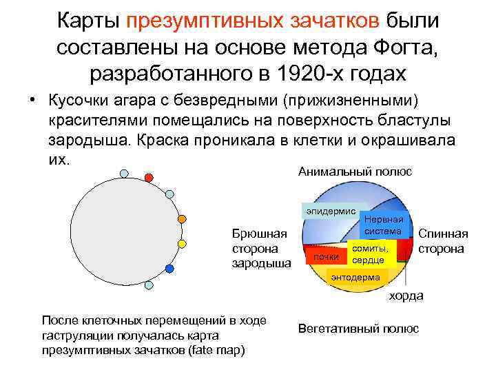 Карта презумптивных зачатков птиц