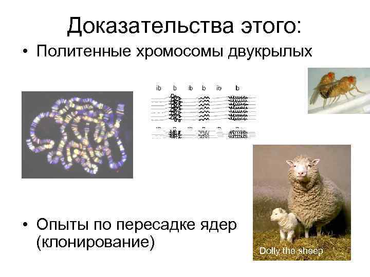 Доказательства этого: • Политенные хромосомы двукрылых • Опыты по пересадке ядер (клонирование) Dolly the