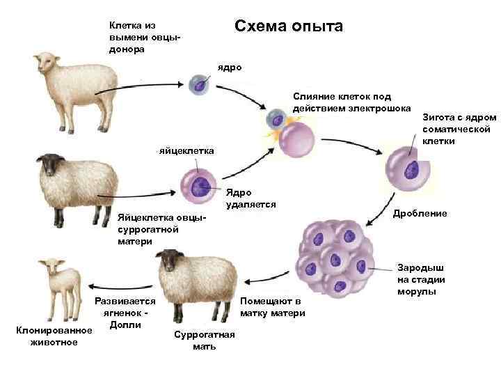 Клетка из вымени овцыдонора Схема опыта ядро Слияние клеток под действием электрошока яйцеклетка Ядро