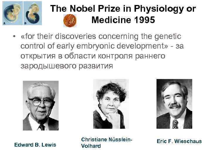 The Nobel Prize in Physiology or Medicine 1995 • «for their discoveries concerning the