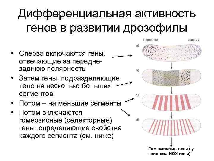 Дифференциальная активность генов в развитии дрозофилы • Сперва включаются гены, отвечающие за переднезаднюю полярность