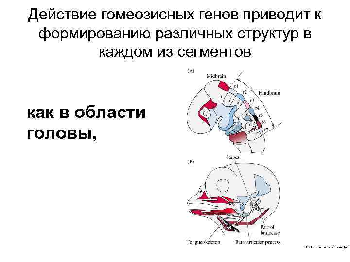 Действие гомеозисных генов приводит к формированию различных структур в каждом из сегментов как в