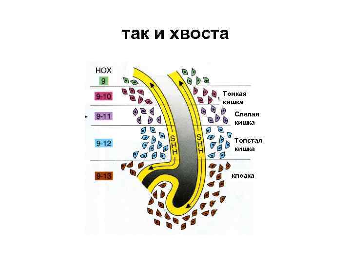 так и хвоста Тонкая кишка Слепая кишка Толстая кишка клоака 