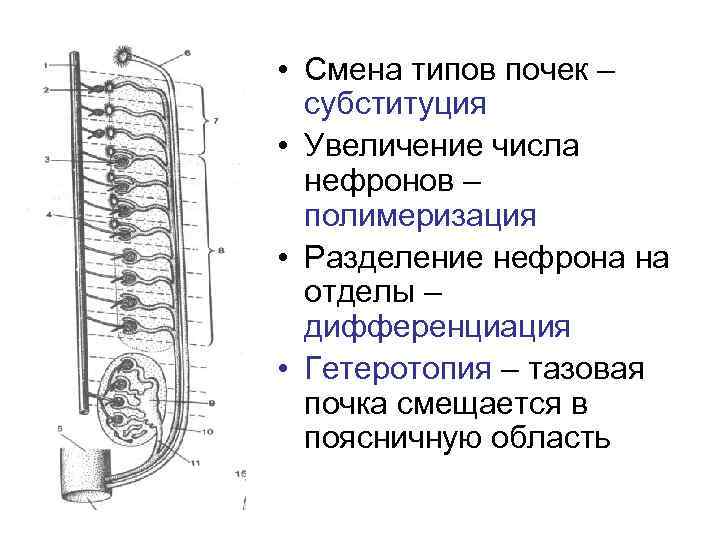  • Смена типов почек – субституция • Увеличение числа нефронов – полимеризация •