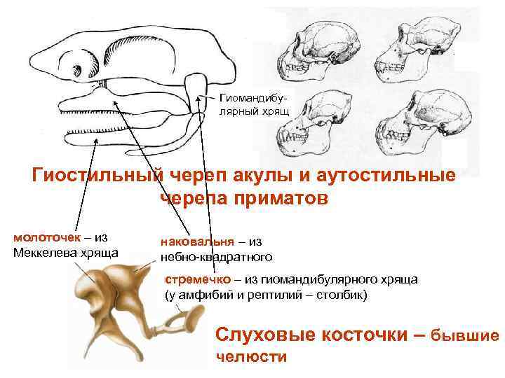 Гиомандибулярный хрящ Гиостильный череп акулы и аутостильные черепа приматов молоточек – из Меккелева хряща