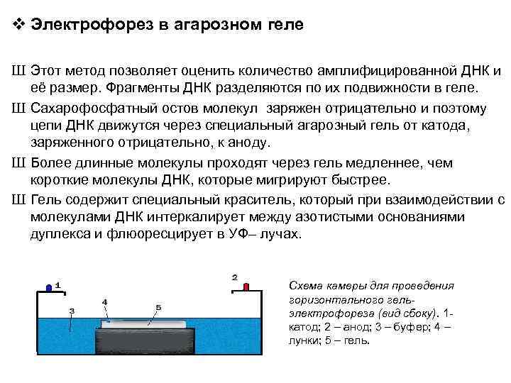 v Электрофорез в агарозном геле Ш Этот метод позволяет оценить количество амплифицированной ДНК и