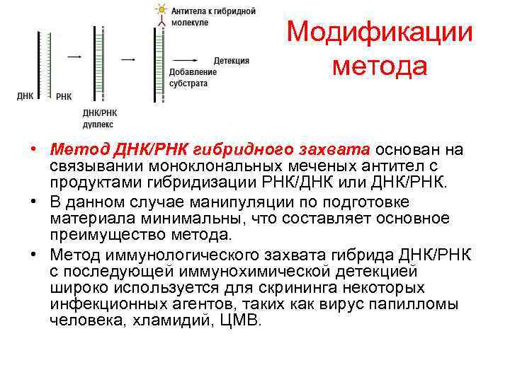 Модификации метода • Метод ДНК/РНК гибридного захвата основан на связывании моноклональных меченых антител с