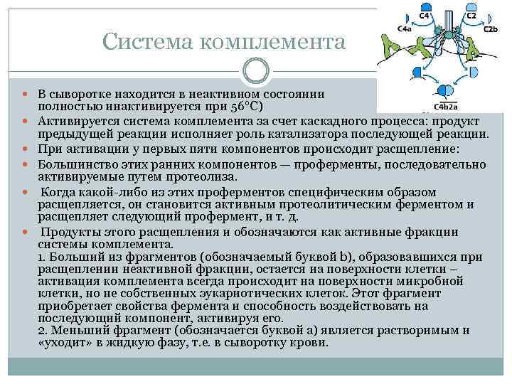 Система комплемента В сыворотке находится в неактивном состоянии полностью инактивируется при 56°C) Активируется система