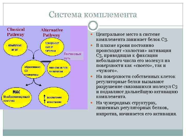 Система комплемента Центральное место в системе комплемента занимает белок С 3. В плазме крови