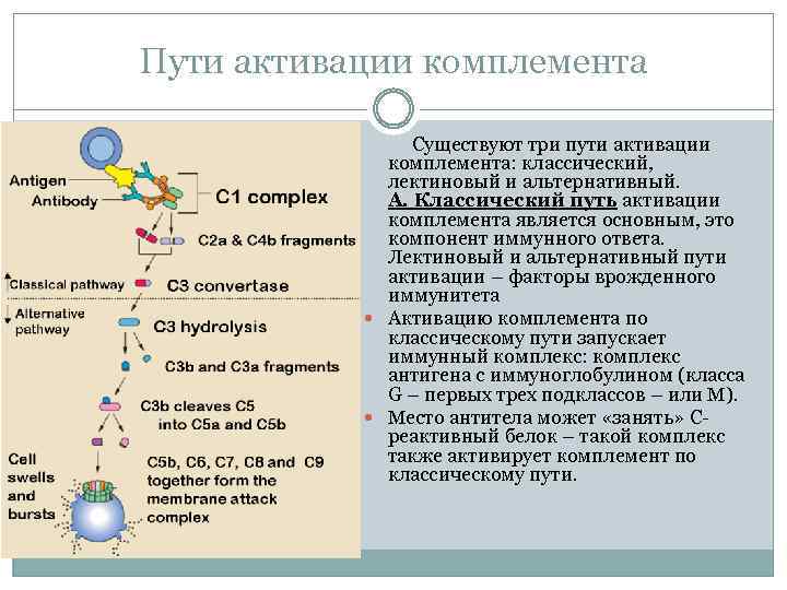 Пути активации комплемента Существуют три пути активации комплемента: классический, лектиновый и альтернативный. А. Классический