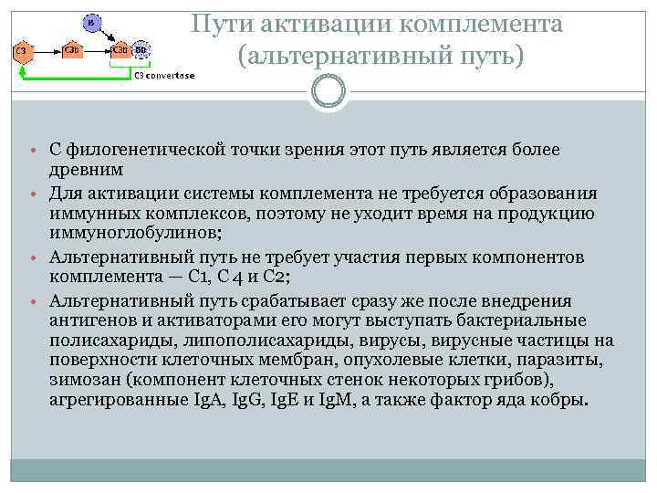 Пути активации комплемента (альтернативный путь) • С филогенетической точки зрения этот путь является более