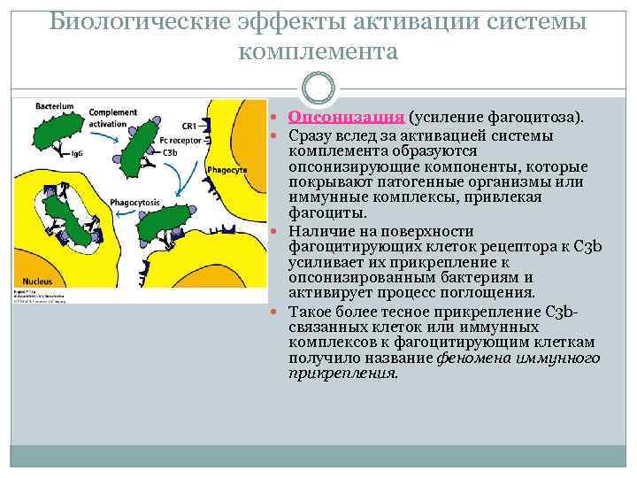 Биологические эффекты активации системы комплемента Опсонизация (усиление фагоцитоза). Сразу вслед за активацией системы комплемента