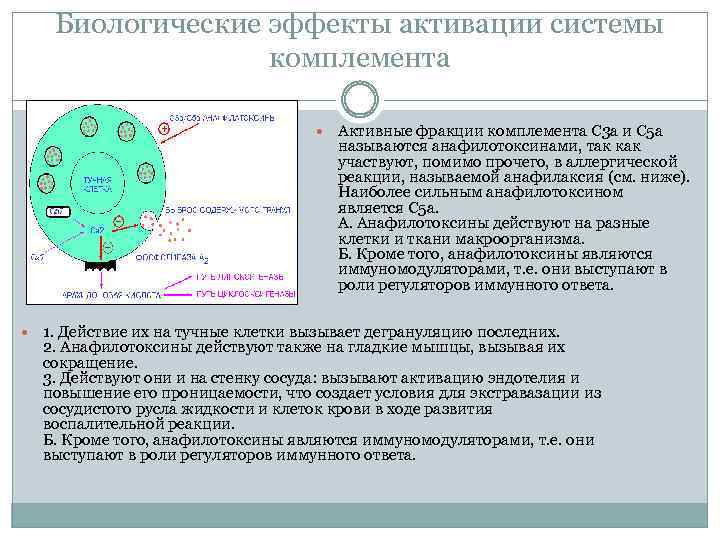 Биологические эффекты активации системы комплемента Активные фракции комплемента С 3 а и С 5