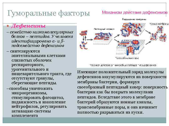 Гуморальные факторы Механизм действия дефенсимов Дефенсины – семейство низкомолекулярных белков – пептидов. У человека