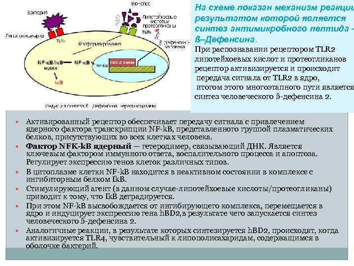 На схеме показан механизм реакции результатом которой является синтез антимикробного пептида – ß–Дефенсина. При