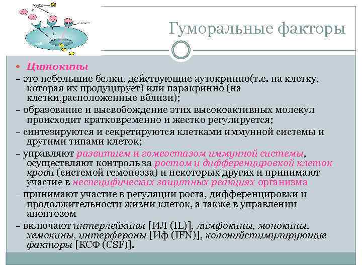 Гуморальные факторы Цитокины это небольшие белки, действующие аутокринно(т. е. на клетку, которая их продуцирует)