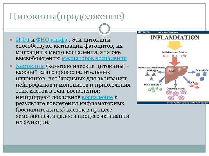 Цитокины(продолжение) ИЛ 1 и ФНО альфа. Эти цитокины способствуют активации фагоцитов, их миграции в