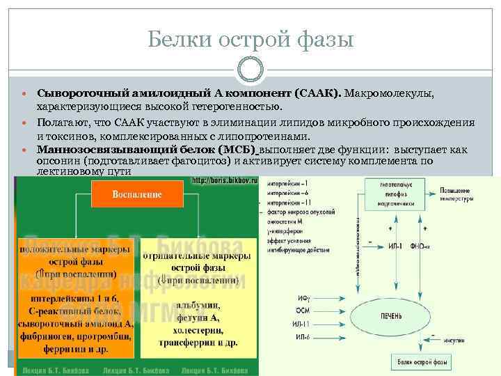 Белки острой фазы Сывороточный амилоидный А компонент (СААК). Макромолекулы, характеризующиеся высокой гетерогенностью. Полагают, что
