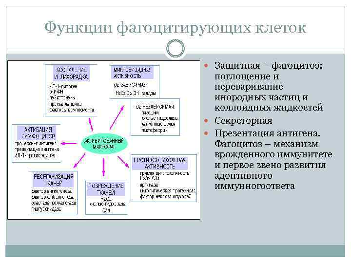 Функции фагоцитирующих клеток Защитная – фагоцитоз: поглощение и переваривание инородных частиц и коллоидных жидкостей