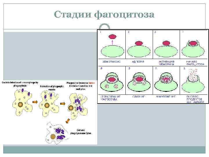Стадии фагоцитоза 
