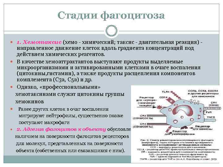 Стадии фагоцитоза 1. Хемотаксис (хемо химический; таксис двигательная реакция) направленное движение клеток вдоль градиента