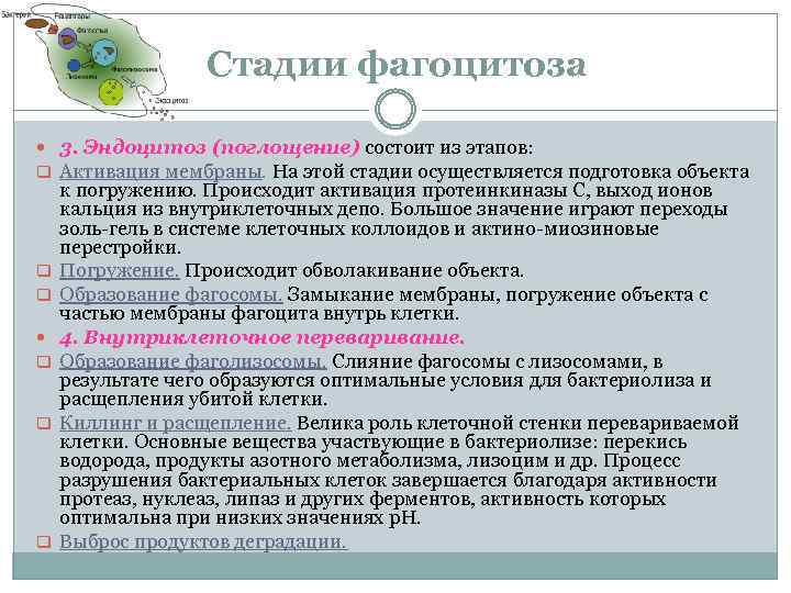 Стадии фагоцитоза 3. Эндоцитоз (поглощение) состоит из этапов: q Активация мембраны. На этой стадии