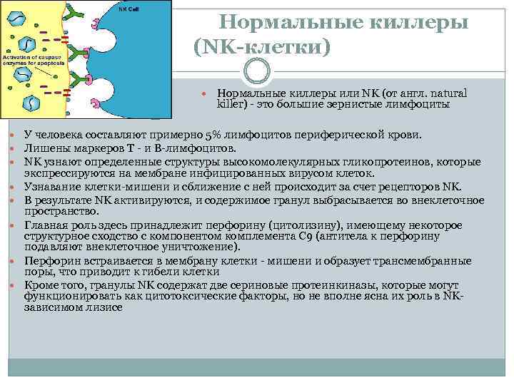 Нормальные киллеры (NK-клетки) Нормальные киллеры или NK (от англ. natural killer) это большие зернистые