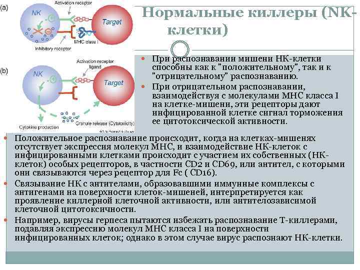 Нормальные киллеры (NKклетки) При распознавании мишени НК клетки способны как к "положительному", так и