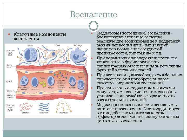 Воспаление Клеточные компоненты Медиаторы (посредники) воспаления биологически активные вещества, реализующие возникновение и поддержку различных