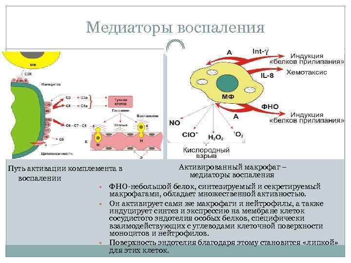 Медиаторы воспаления Активированный макрофаг – Путь активации комплемента в медиаторы воспаления воспалении • ФНО