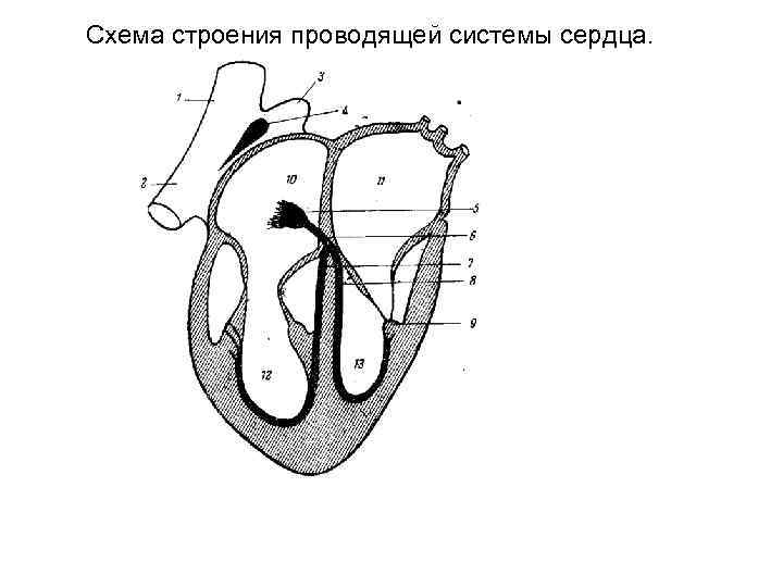 Рисунок проводящей системы сердца